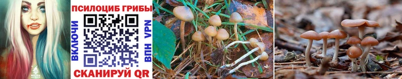 Галлюциногенные грибы Magic Shrooms  кракен зеркало  Кириллов 